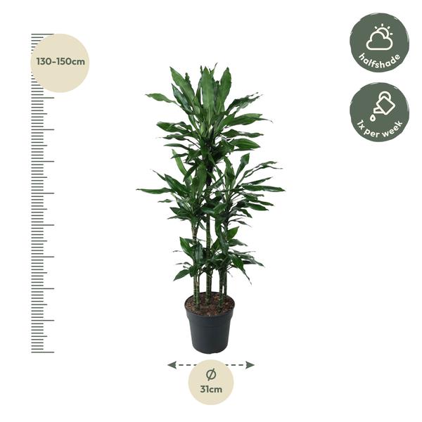 Dracaena Janet Lind Carrousel - 140 cm - ø31  BotanicBridge