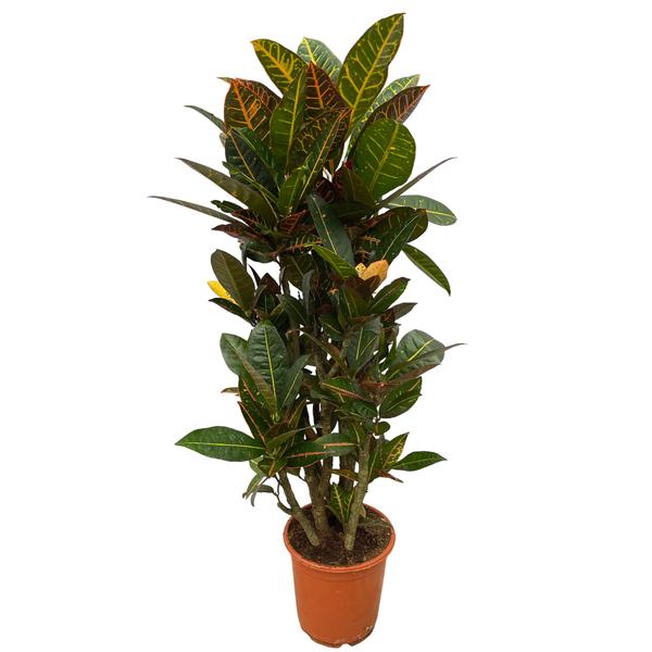 Codiaeum (Croton) Petra vertakt - 100 cm - Ø21cm  BotanicBridge