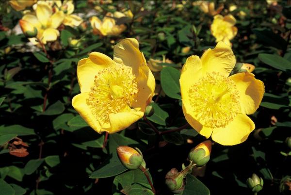 Hypericum dummeri 'Peter Dummer' - ↕10-25cm - Ø9cm - 12x  BotanicBridge