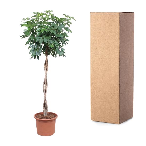 Schefflera Arboricola Compacta gevlochten stam - 190 cm - ø40  BotanicBridge