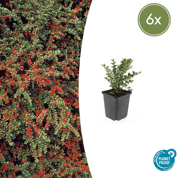 Cotoneaster horizontalis - ↕10-25cm - Ø9cm - 6x  BotanicBridge