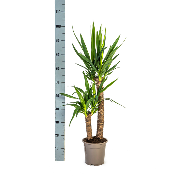 Yucca Elephantipes Ø19cm - ↕80cm  BotanicBridge