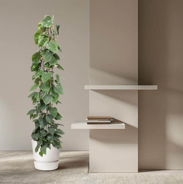 Philodendron Scandens gaasrek - 160 cm - ø27  BotanicBridge