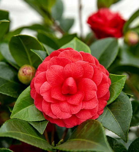 Camellia jap. 'Black Lace' - ↨65cm - Ø19cm  BotanicBridge