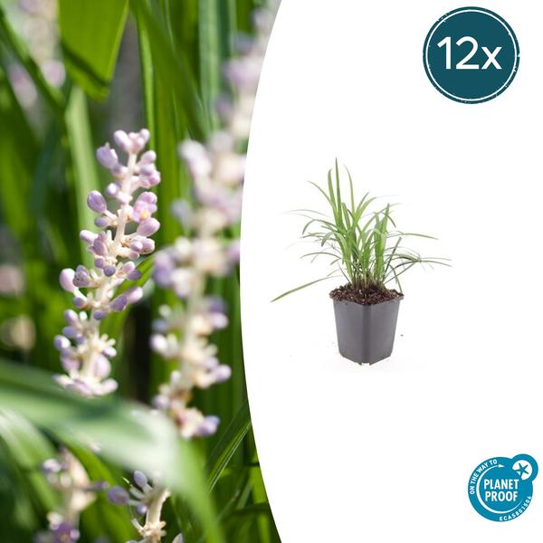 Liriope muscari 'Moneymaker' - ↕10-25cm - Ø9cm - 12x  BotanicBridge