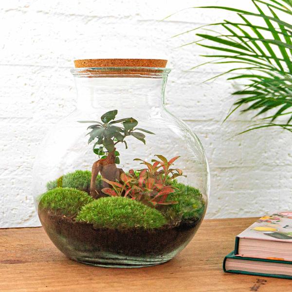 DIY terrarium - Teddy bonsai - ↕ 26,5 cm - Rake + Shovel  BotanicBridge