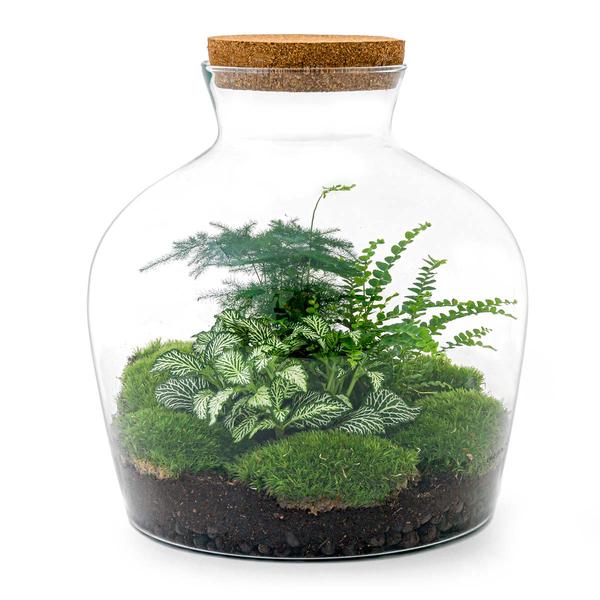 DIY terrarium - Fat Joe Groen - ↕ 30 cm - Rake + Shovel + Tweezer  BotanicBridge