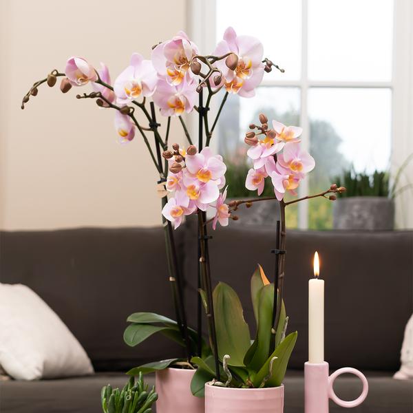 Kolibri Home | Glazed bloempot - Roze keramieken sierpot met glans - Ø9cm  BotanicBridge