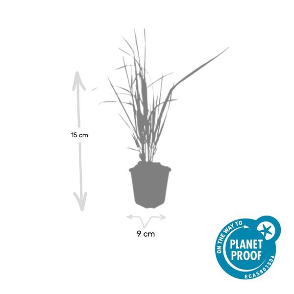 Calamagrostis acut. 'Karl Foerster'  - ↕10-25cm - Ø9cm - 40x  BotanicBridge