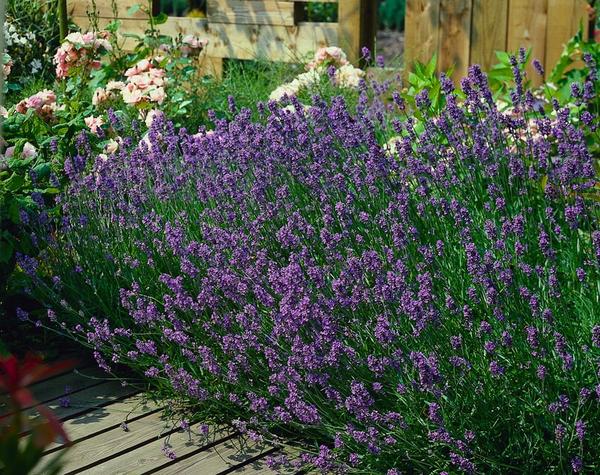 Lavandula ang. 'Munstead' - ↕10-25cm - Ø9cm - 40x  BotanicBridge