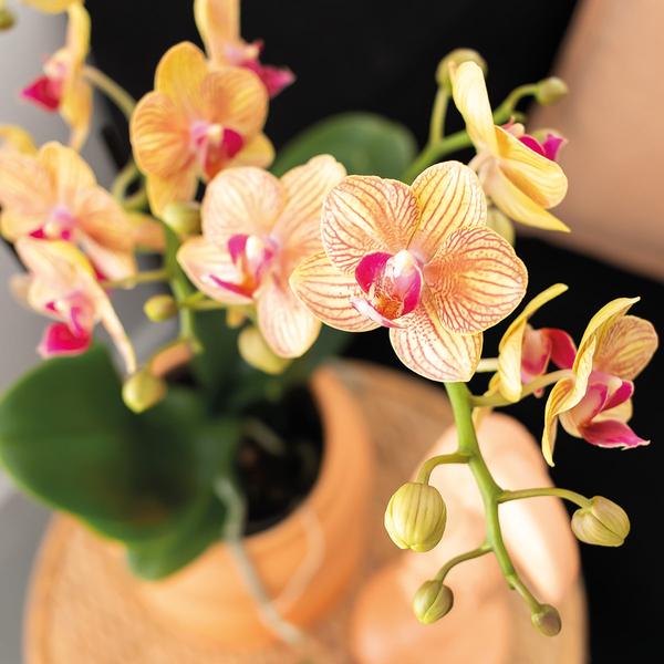 Kolibri Orchids | Gift set Optimism small peach | Groene plant met oranje Phalaenopsis orchidee in Candy sierpotten op wit organisch dienblad  BotanicBridge