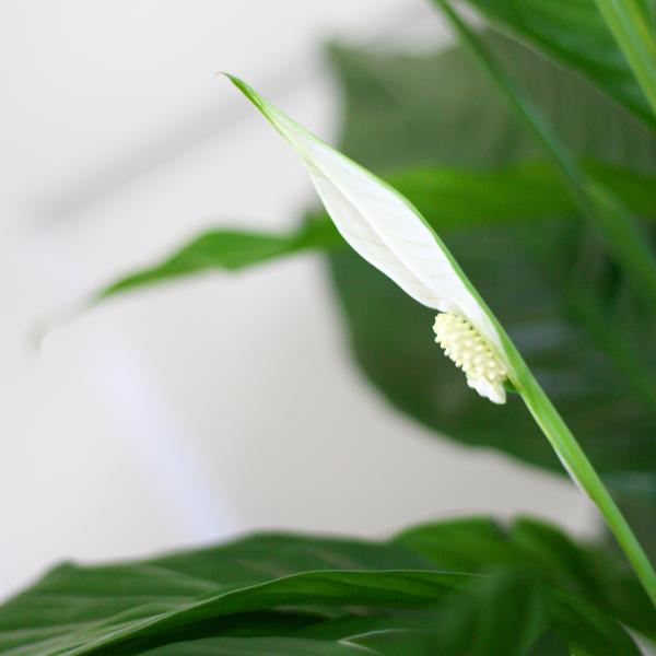 Spathiphyllum met Mand Lissabon wit - 80cm - Ø21  BotanicBridge