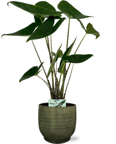 Alocasia Zebrina - Ø19cm - ↕75cm + Lykke Pot D21x20cm - Groen  BotanicBridge