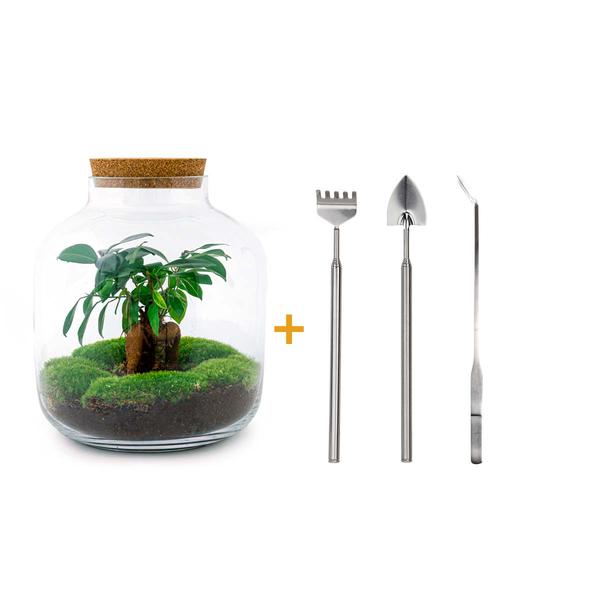 DIY terrarium - Billie Bonsai - ↕ 29 cm - Rake + Shovel + Tweezer  BotanicBridge