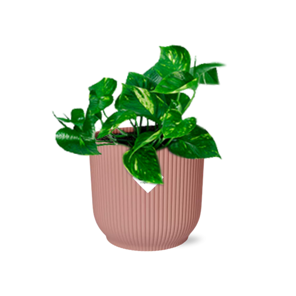 Epipremnum Pinnatum ‘Aureum’ in ELHO Vibes Fold 14cm roze  BotanicBridge