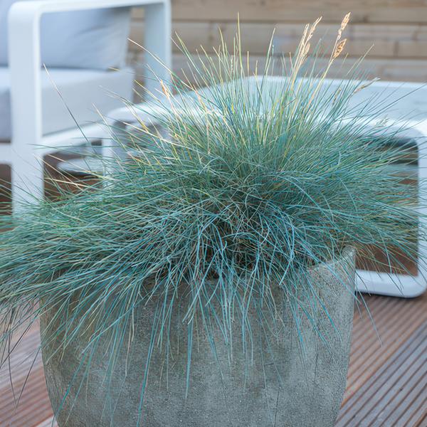 Festuca glauca 'Elijah Bleu' - ↕10-25cm - Ø9cm  - 20x  BotanicBridge