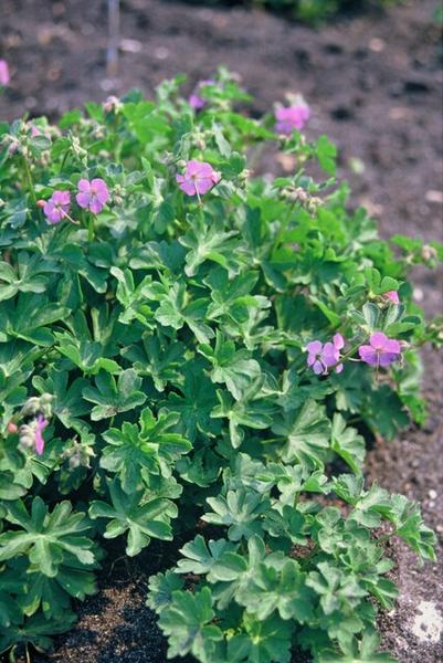 Geranium cant. 'Cambridge' - ↕10-25cm - Ø9cm - 40x  BotanicBridge