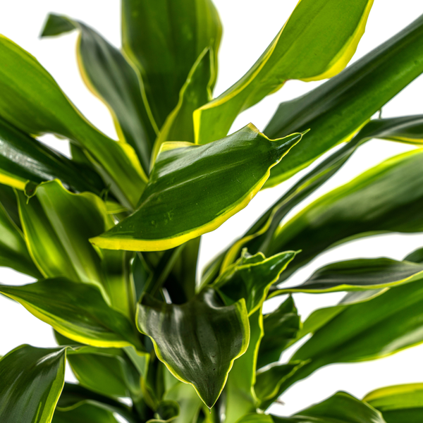 Dracaena Fragrans Golden Coast Ø21cm - ↕100cm  BotanicBridge