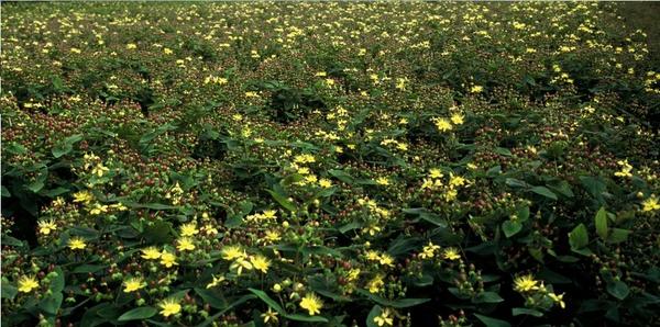 Hypericum inodorum - ↕10-25cm - Ø9cm - 12x  BotanicBridge