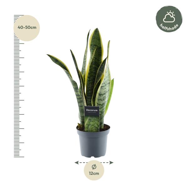 Sansevieria Laurentii - 45 cm - ø12  BotanicBridge