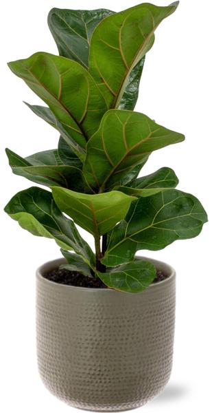 Ficus Lyrata - Ø12cm - ↕30cm + Aresso Pot D13x12,5cm - Grijs Groen  BotanicBridge