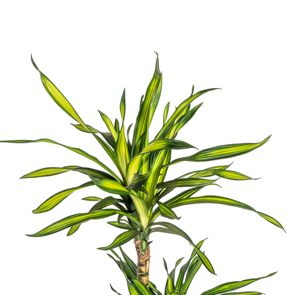 Dracaena Deremensis Rikki Ø21cm - ↕100cm  BotanicBridge