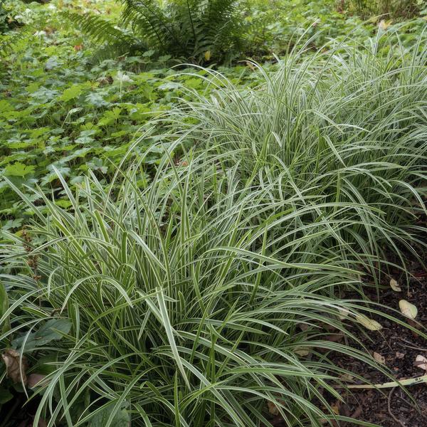 Carex morrowii 'Ice Dance' - ↕10-25cm - Ø9cm - 40x  BotanicBridge