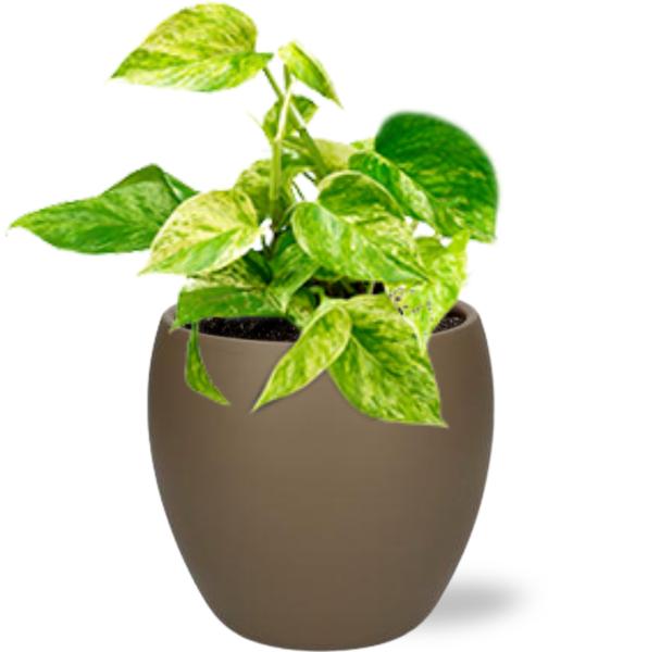 Epipremnum Marble Queen - Ø12cm - ↕15cm + Bowl Pot D13/14.5x13cm - Bruin  BotanicBridge