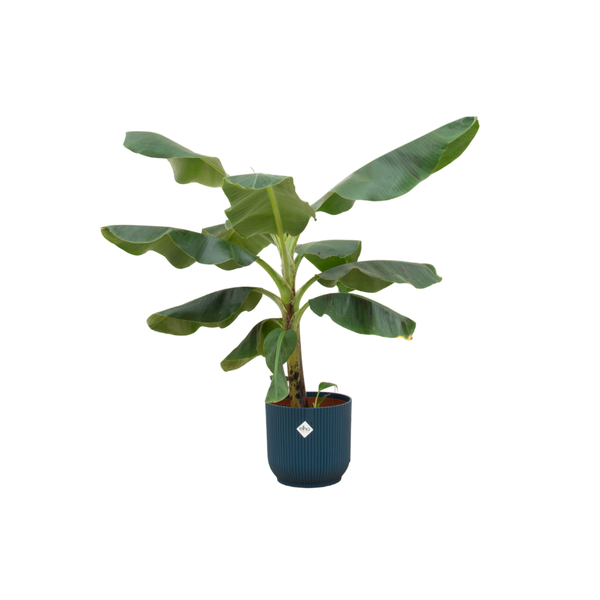 Combi deal - Bananenplant (Musa) inclusief elho Vibes Fold Round blauw Ø22 - 100 cm  BotanicBridge