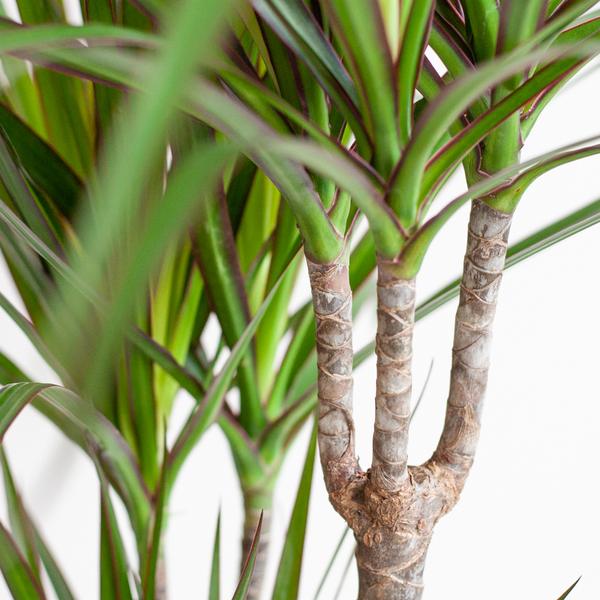 Dracaena Marginata met Lissabon mand zwart - 95cm - Ø21  BotanicBridge