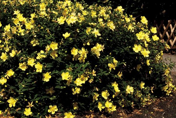 Hypericum 'Hidcote' - ↕10-25cm - Ø9cm - 12x  BotanicBridge