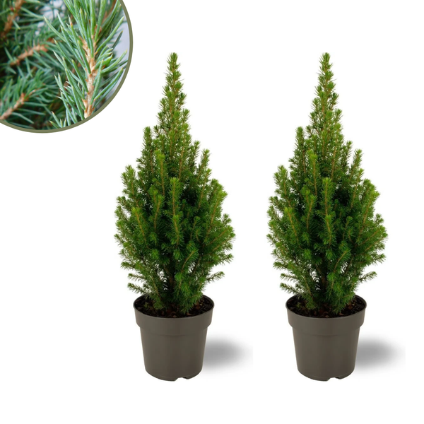 2x Picea glauca Perfecta - 15 cm Ø - 40 cm ↨  BotanicBridge