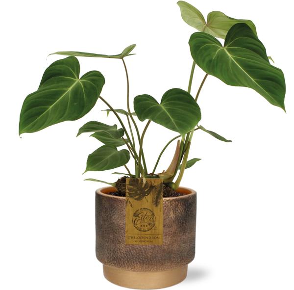 Philodendron Gloriosum - Ø15cm - ↕40cm + Merel Pot D16x14cm - Goud  BotanicBridge