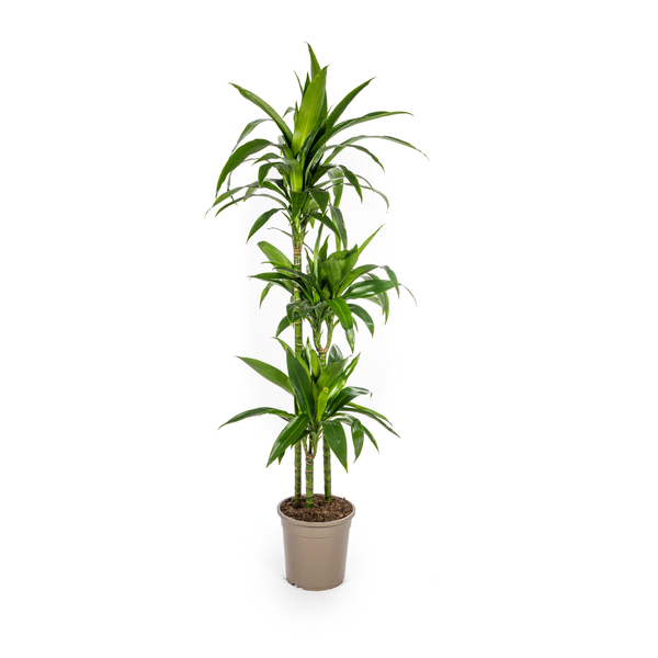 Dracaena Deremensis Lisa Ø24cm - ↕140cm  BotanicBridge