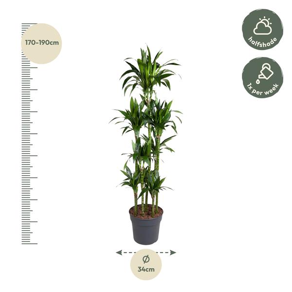 Dracaena Janet Craig Carrousel - 180 cm - ø34  BotanicBridge