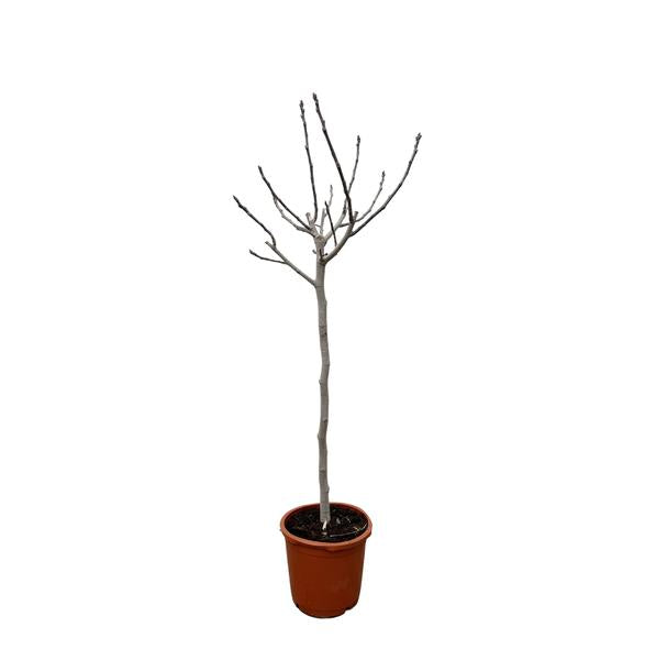 Ficus Carica op stam - 180 cm - ø30  BotanicBridge