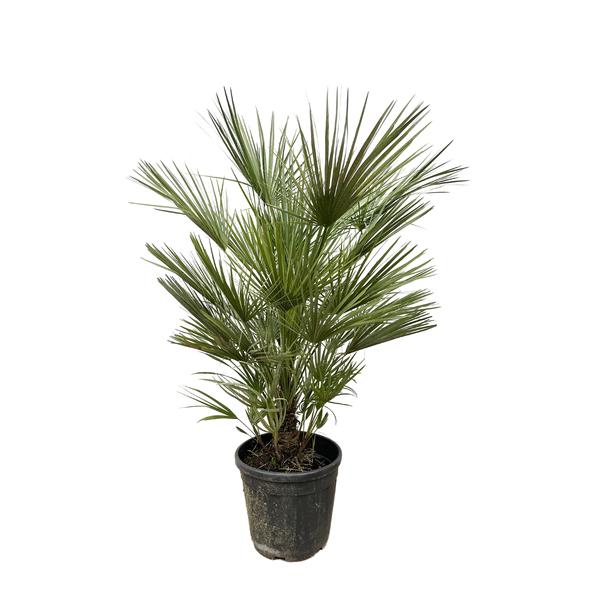 Chamaerops Humilis struik - 150cm- ø30  BotanicBridge