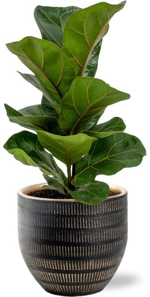 Ficus Lyrata - Ø12cm - ↕30cm + Beau Pot D14x13cm - Zwart  BotanicBridge