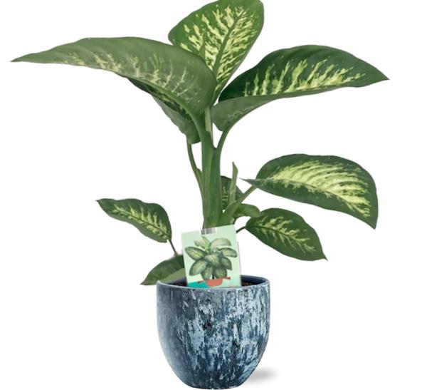 Dieffenbachia Seguine Tropic Snow - Ø19cm - ↕70cm +  Sem Pot D20x18cm - Blauw  BotanicBridge