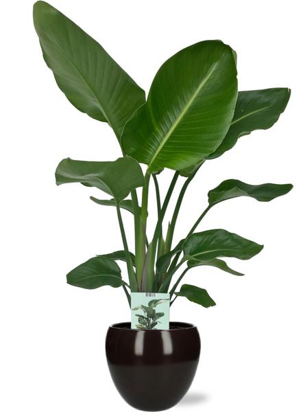 Strelitzia Nicolai - Ø19cm - ↕90cm + Bowl Pot D19/21x18,5cm - Zwart  BotanicBridge