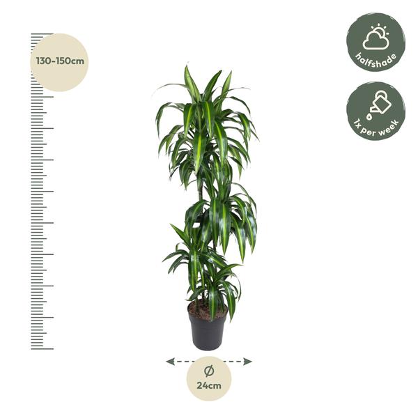 Dracaena Hawaiiana - 160 cm - ø24  BotanicBridge