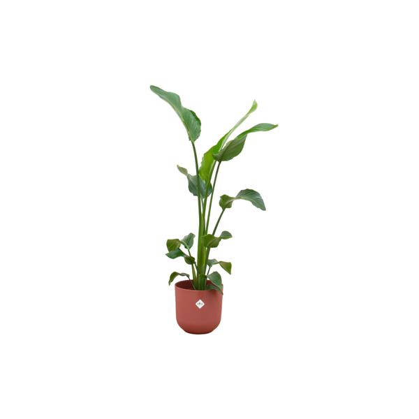 Combi deal - Strelitzia Nicolai inclusief elho Jazz Round rood Ø23 - 100 cm  BotanicBridge