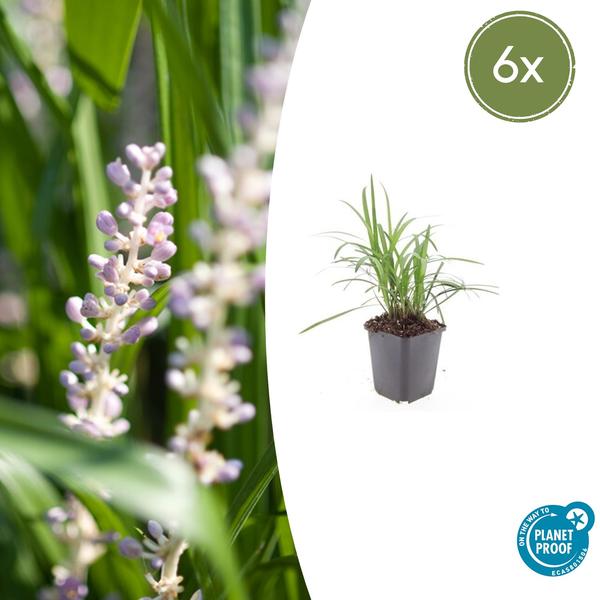 Liriope muscari 'Monroe White' - ↕10-25cm - Ø9cm - 6x  BotanicBridge