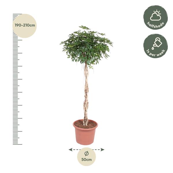 Schefflera Arboricola Compacta gevlochten stam - 200 cm - ø50  BotanicBridge