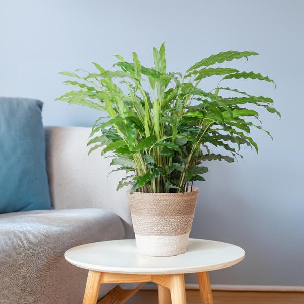 Calathea Rufibarba met Mand Lissabon wit - 55cm - Ø17  BotanicBridge