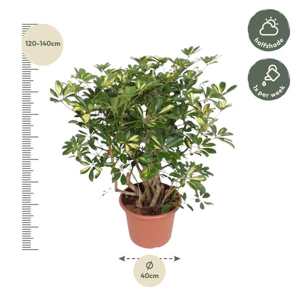 Schefflera Gold Capella vertakt - 130 cm - ø40  BotanicBridge