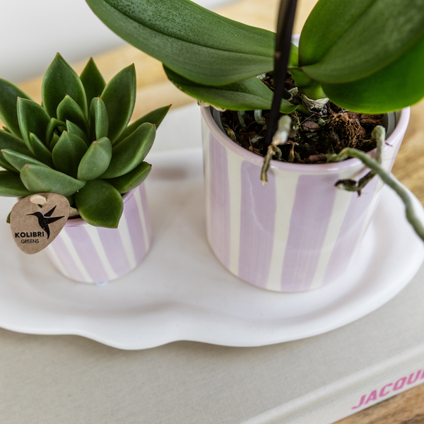 Kolibri Orchids | Roze Phalaenopsis orchidee Portugal + Painted Stripe pot roze - potmaat Ø9cm | bloeiende kamerplant - vers van de kweker  BotanicBridge