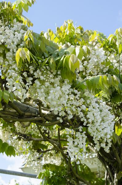 2x Wisteria floribunda 'Longissima Alba' - ↨65cm - Ø15  BotanicBridge