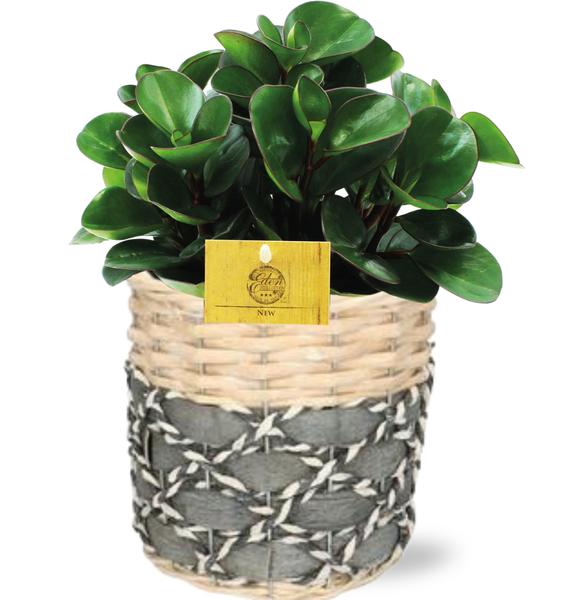 Peperomia Burning Bush - Ø15cm - ↕25cm + Lexi Pot D17x17cm - Grijs  BotanicBridge