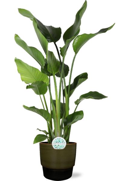 Strelitzia Nicolai - Ø24cm - ↕110cm + Erik Pot D26x23cm - Donker Groen  BotanicBridge